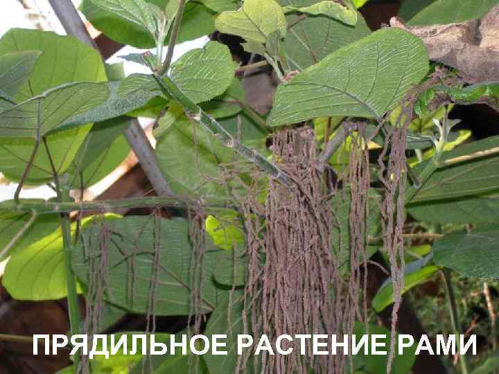 ПРЯДИЛЬНОЕ РАСТЕНИЕ РАМИ 