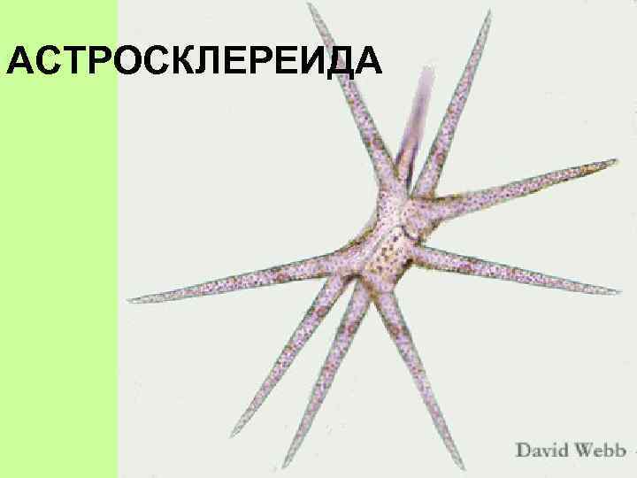 АСТРОСКЛЕРЕИДА 