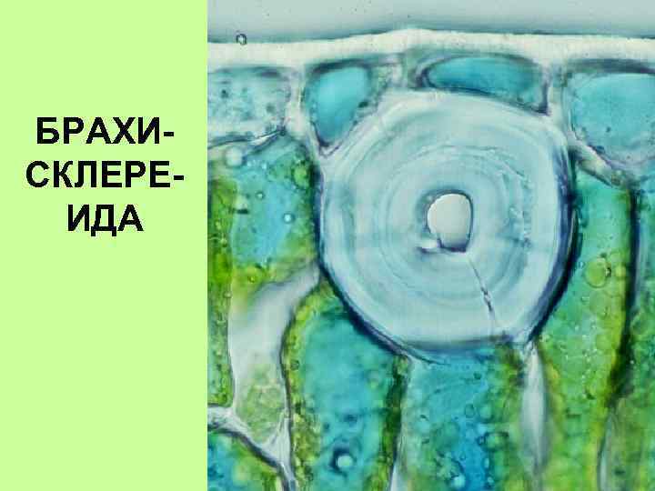 БРАХИСКЛЕРЕИДА 