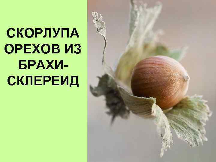 СКОРЛУПА ОРЕХОВ ИЗ БРАХИСКЛЕРЕИД 