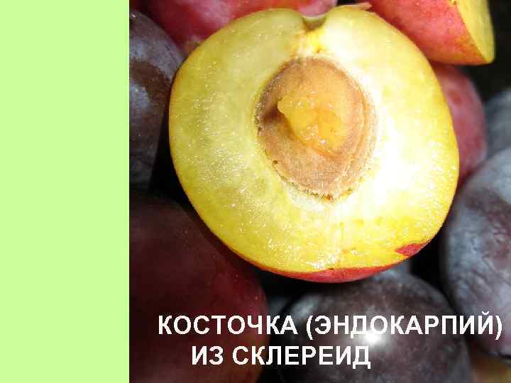 КОСТОЧКА (ЭНДОКАРПИЙ) ИЗ СКЛЕРЕИД 