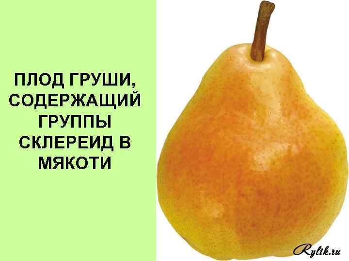 ПЛОД ГРУШИ, СОДЕРЖАЩИЙ ГРУППЫ СКЛЕРЕИД В МЯКОТИ 