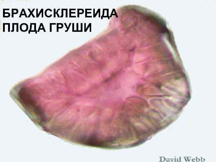 БРАХИСКЛЕРЕИДА ПЛОДА ГРУШИ 