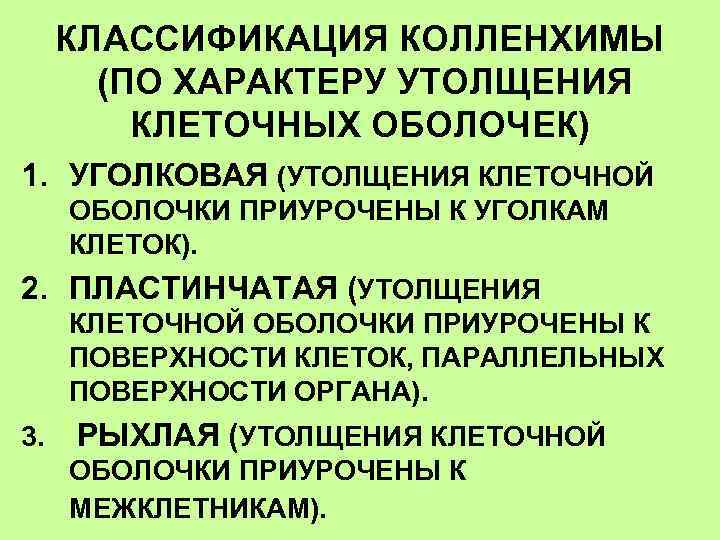 КЛАССИФИКАЦИЯ КОЛЛЕНХИМЫ (ПО ХАРАКТЕРУ УТОЛЩЕНИЯ КЛЕТОЧНЫХ ОБОЛОЧЕК) 1. УГОЛКОВАЯ (УТОЛЩЕНИЯ КЛЕТОЧНОЙ ОБОЛОЧКИ ПРИУРОЧЕНЫ К