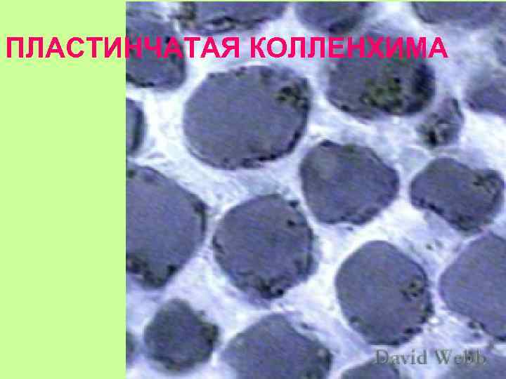 ПЛАСТИНЧАТАЯ КОЛЛЕНХИМА 