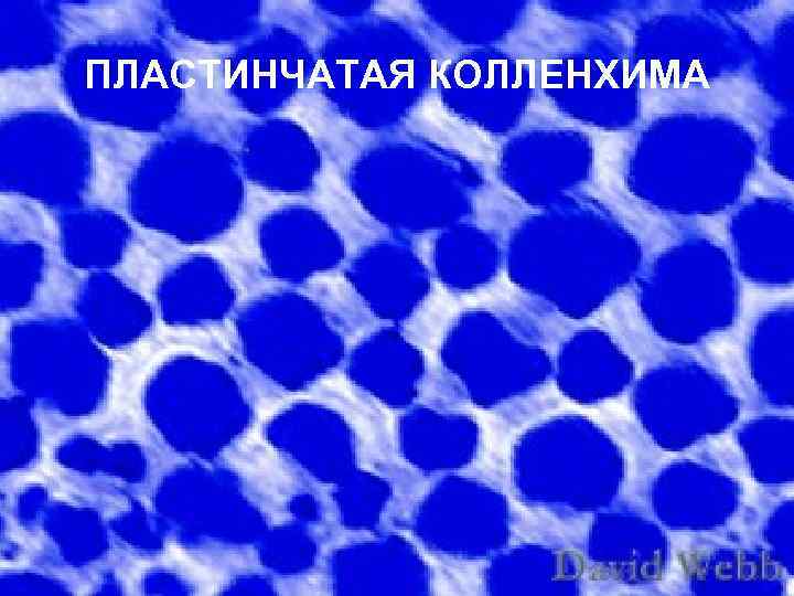 ПЛАСТИНЧАТАЯ КОЛЛЕНХИМА 