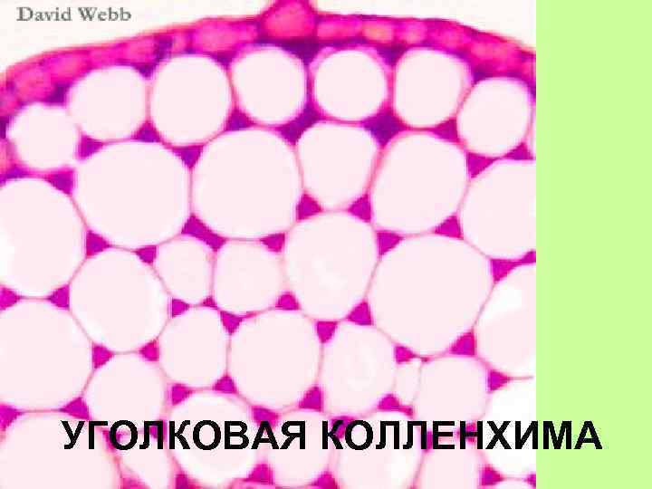 УГОЛКОВАЯ КОЛЛЕНХИМА 