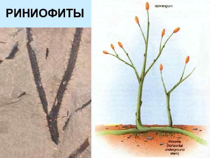 Строение риниофитов рисунок