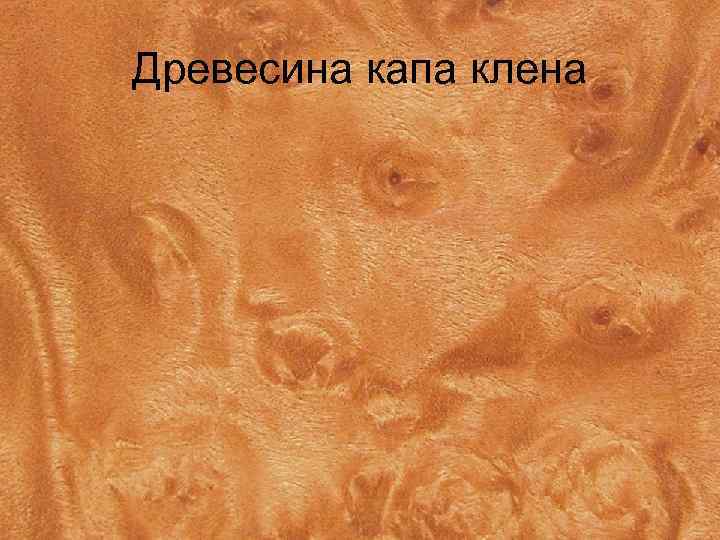 Древесина капа клена 