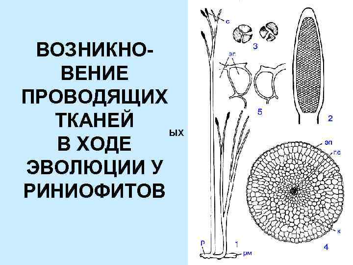 Появление проводящей