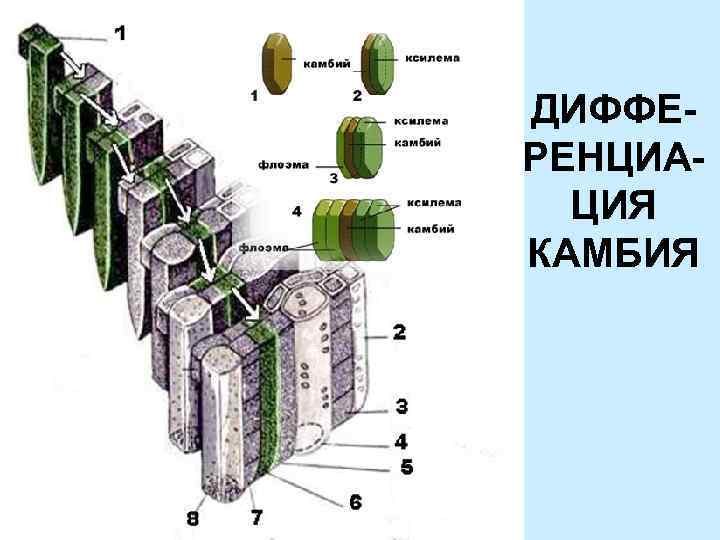 Ксилема 2 флоэма. Флоэма от выпадения волос.