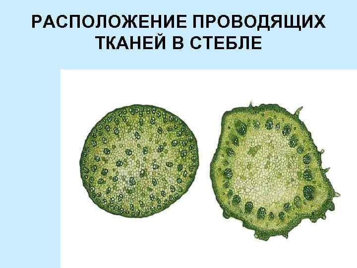 РАСПОЛОЖЕНИЕ ПРОВОДЯЩИХ ТКАНЕЙ В СТЕБЛЕ 