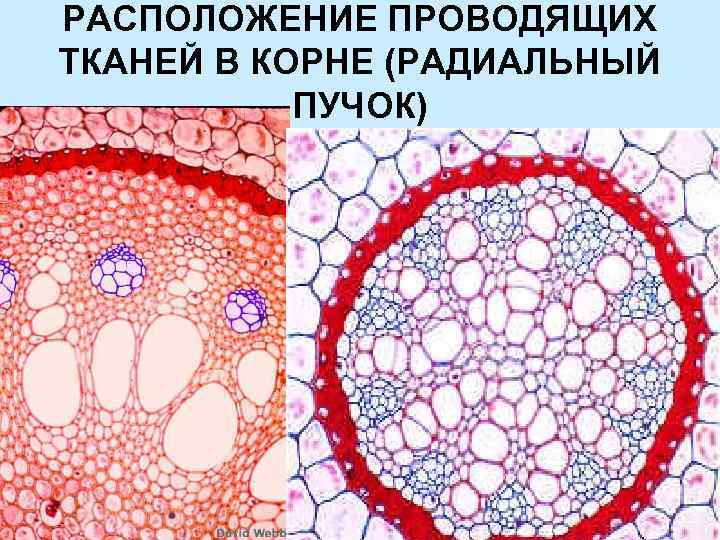 Расположение проводящих. Радиальный пучок корня ириса. Проводящие пучки ксилемы и флоэмы. Радиальный проводящий пучок. Проводящий пучок ткани.