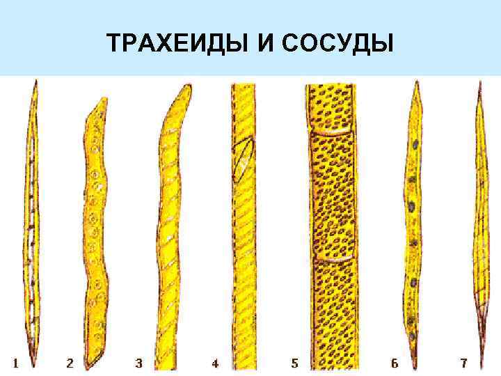 ТРАХЕИДЫ И СОСУДЫ 