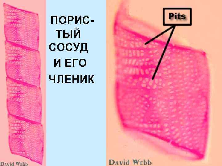 ПОРИСТЫЙ СОСУД И ЕГО ЧЛЕНИК 