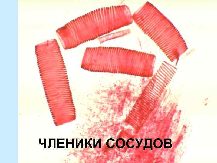 ЧЛЕНИКИ СОСУДОВ 