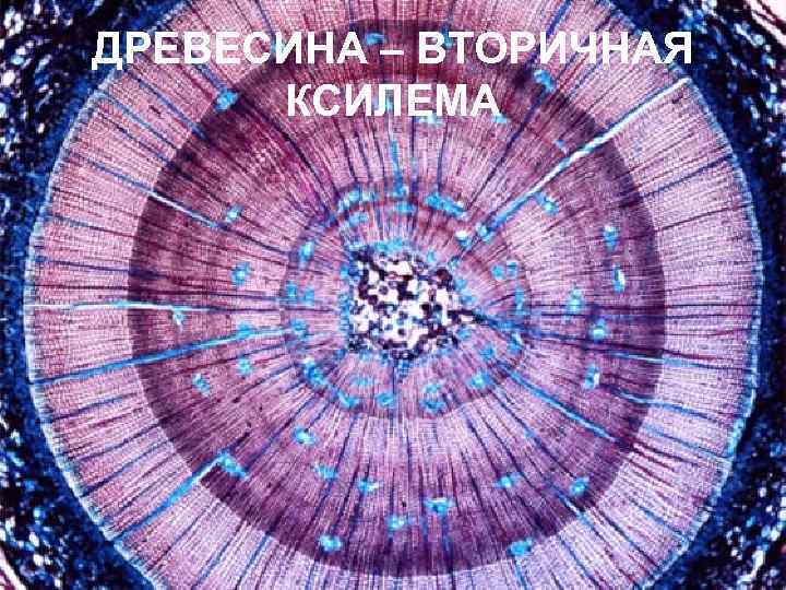 Ксилема и флоэма рисунок