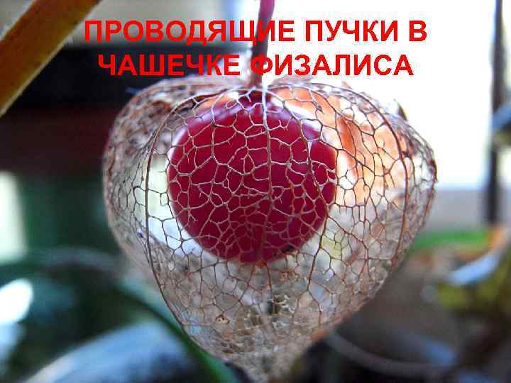 ПРОВОДЯЩИЕ ПУЧКИ В ЧАШЕЧКЕ ФИЗАЛИСА 