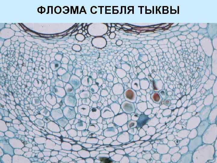 2 флоэма. Флоэма стебля тыквы. Флоэма микроскопия. Флоэма микрофотография. Ксилема и флоэма под микроскопом.