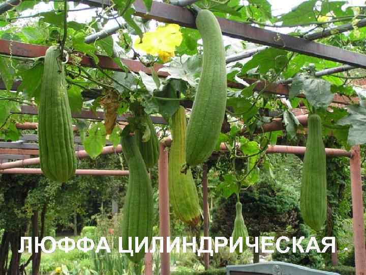 ЛЮФФА ЦИЛИНДРИЧЕСКАЯ 