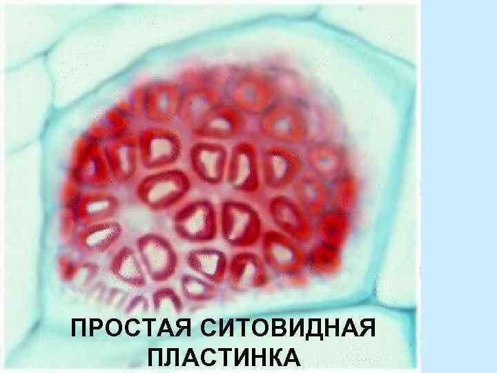 ПРОСТАЯ СИТОВИДНАЯ ПЛАСТИНКА 