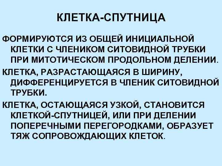 КЛЕТКА-СПУТНИЦА ФОРМИРУЮТСЯ ИЗ ОБЩЕЙ ИНИЦИАЛЬНОЙ КЛЕТКИ С ЧЛЕНИКОМ СИТОВИДНОЙ ТРУБКИ ПРИ МИТОТИЧЕСКОМ ПРОДОЛЬНОМ ДЕЛЕНИИ.