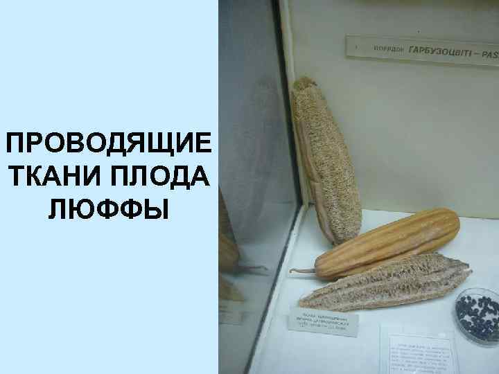 ПРОВОДЯЩИЕ ТКАНИ ПЛОДА ЛЮФФЫ 