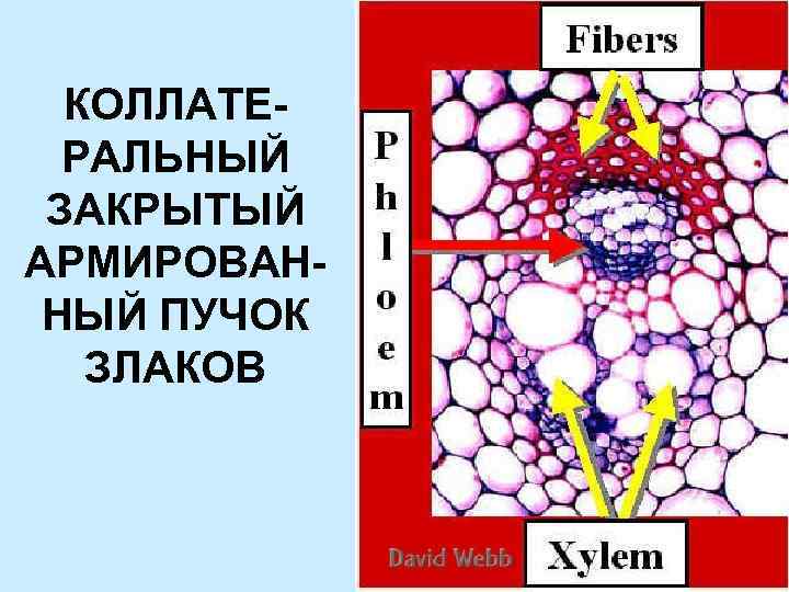 КОЛЛАТЕРАЛЬНЫЙ ЗАКРЫТЫЙ АРМИРОВАННЫЙ ПУЧОК ЗЛАКОВ 