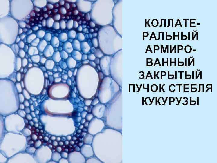 КОЛЛАТЕРАЛЬНЫЙ АРМИРОВАННЫЙ ЗАКРЫТЫЙ ПУЧОК СТЕБЛЯ КУКУРУЗЫ 