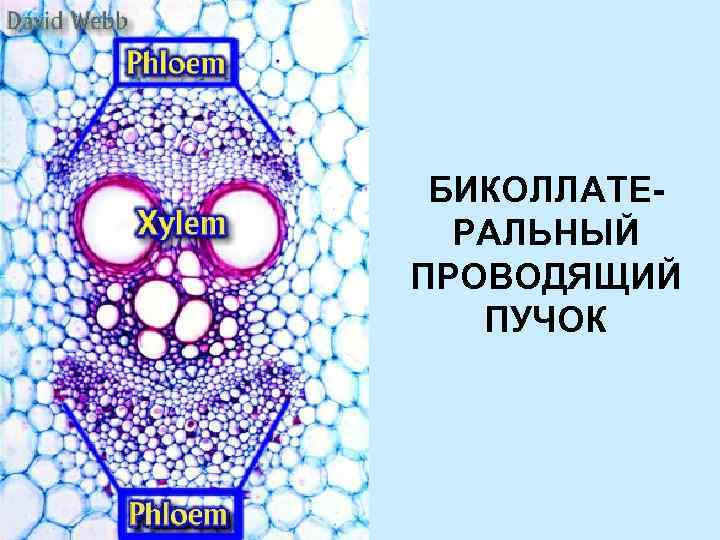 БИКОЛЛАТЕРАЛЬНЫЙ ПРОВОДЯЩИЙ ПУЧОК 