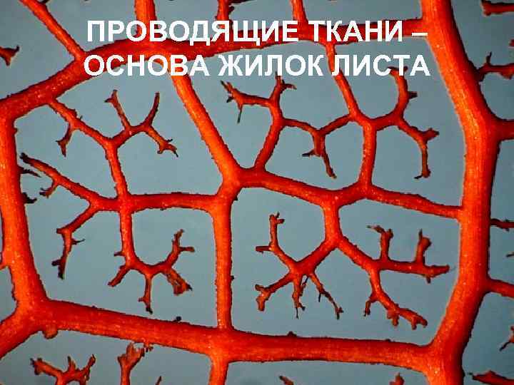 ПРОВОДЯЩИЕ ТКАНИ – ОСНОВА ЖИЛОК ЛИСТА 