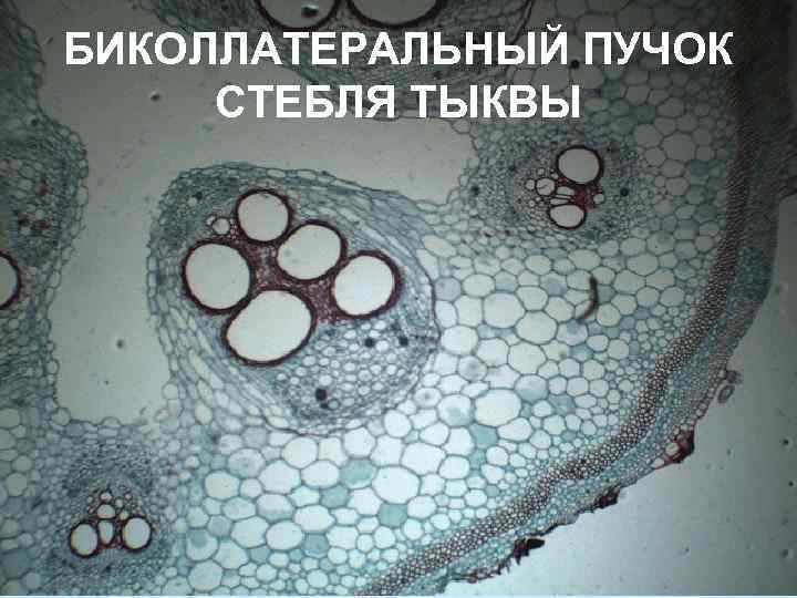 БИКОЛЛАТЕРАЛЬНЫЙ ПУЧОК СТЕБЛЯ ТЫКВЫ 