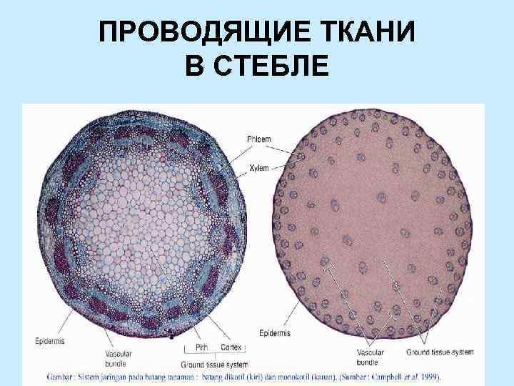 Ксилема и флоэма рисунок