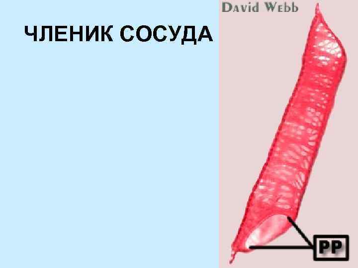ЧЛЕНИК СОСУДА 