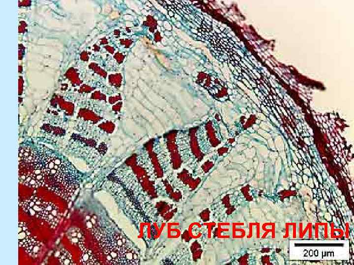 ЛУБ СТЕБЛЯ ЛИПЫ 