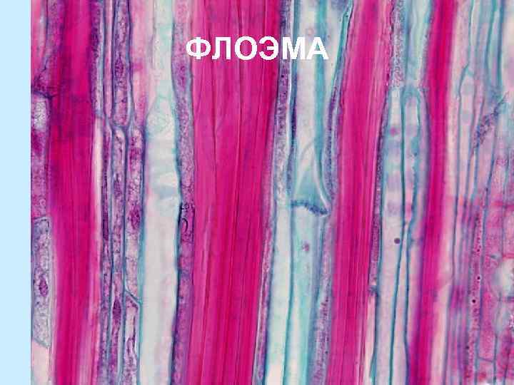 ФЛОЭМА 