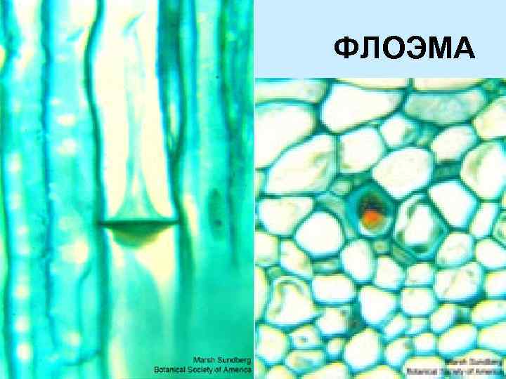 Проводящая ткань камбий сосуды устьица древесинные волокна. Ситовидные трубки флоэмы под микроскопом. Флоэма ткани растений. Ксилема и флоэма это ткани. Флоэма растений под микроскопом.
