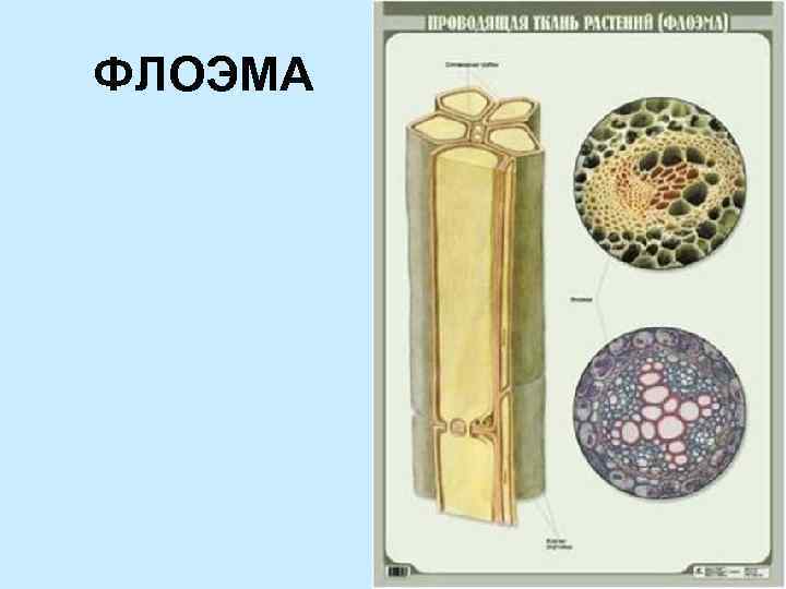 Ксилема и флоэма рисунок