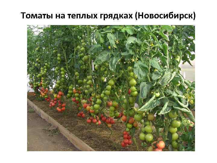 Томаты на теплых грядках (Новосибирск) 