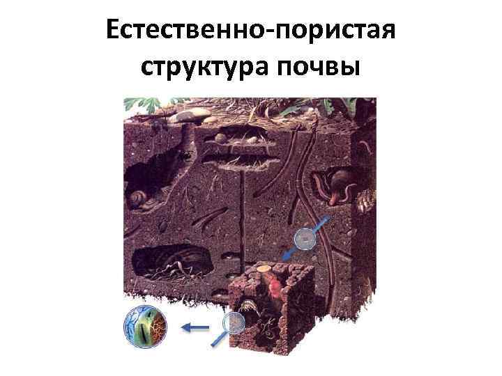 Естественно-пористая структура почвы 