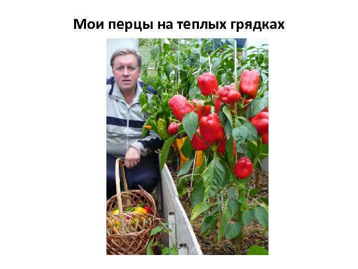 Мои перцы на теплых грядках 