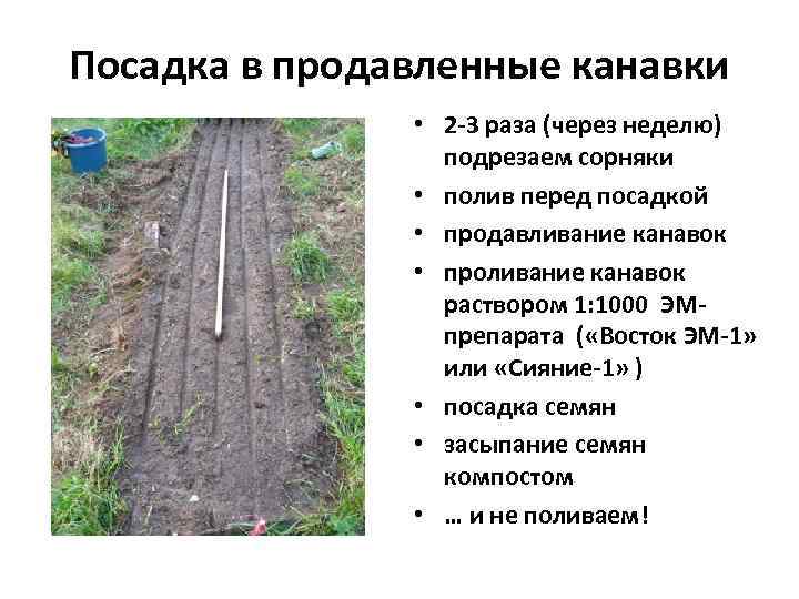 Посадка в продавленные канавки • 2 -3 раза (через неделю) подрезаем сорняки • полив