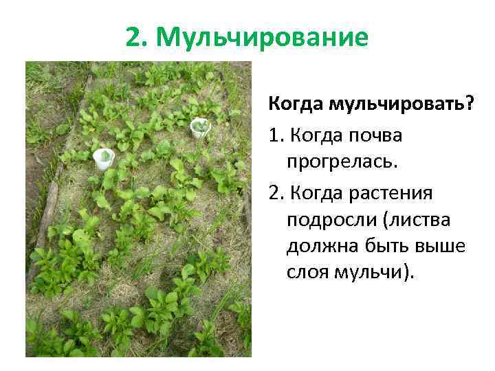 2. Мульчирование Когда мульчировать? 1. Когда почва прогрелась. 2. Когда растения подросли (листва должна
