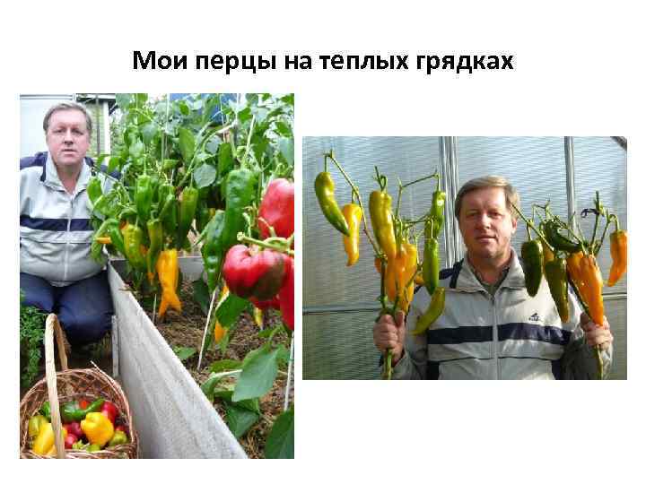 Мои перцы на теплых грядках 