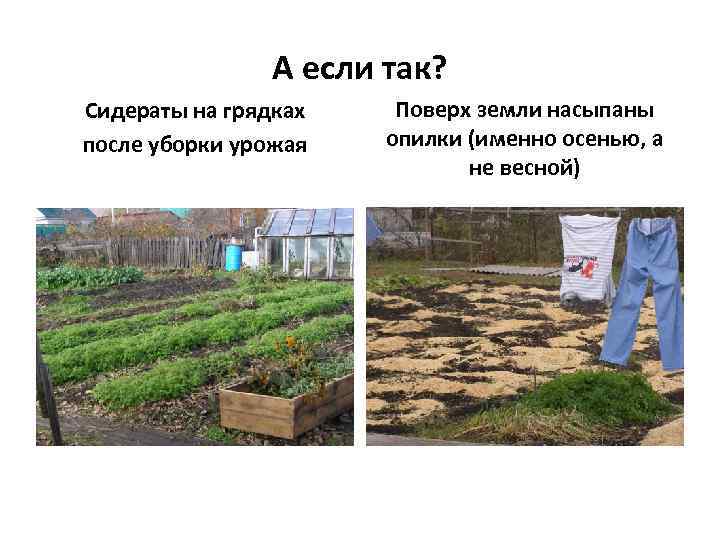 А если так? Сидераты на грядках после уборки урожая Поверх земли насыпаны опилки (именно