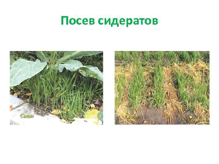 Посев сидератов 