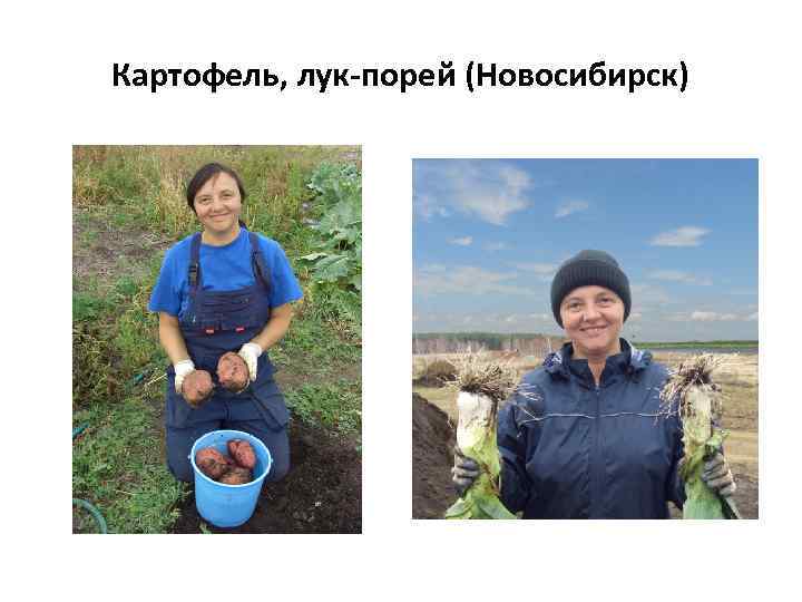 Картофель, лук-порей (Новосибирск) 