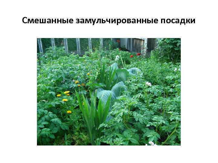 Смешанные замульчированные посадки 