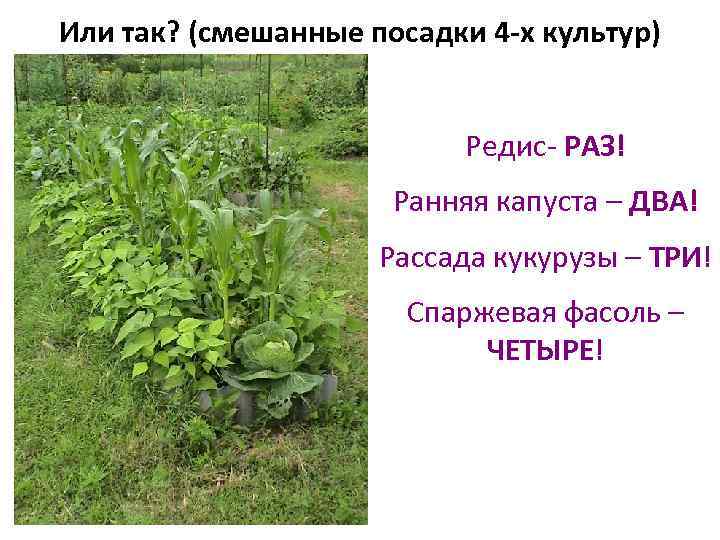 Или так? (смешанные посадки 4 -х культур) Редис- РАЗ! Ранняя капуста – ДВА! Рассада