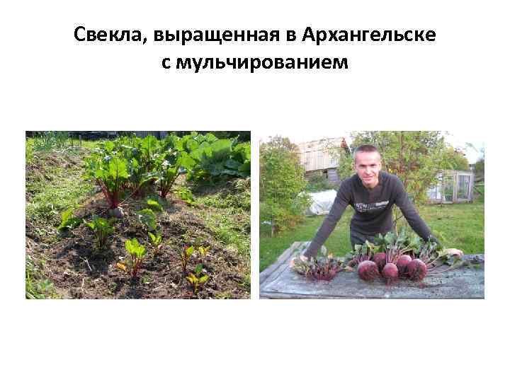 Свекла, выращенная в Архангельске с мульчированием 